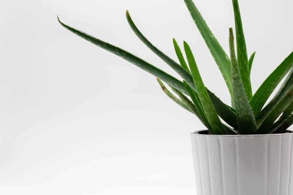 L’Aloe Vera : une plante aux mille bienfaits naturels
