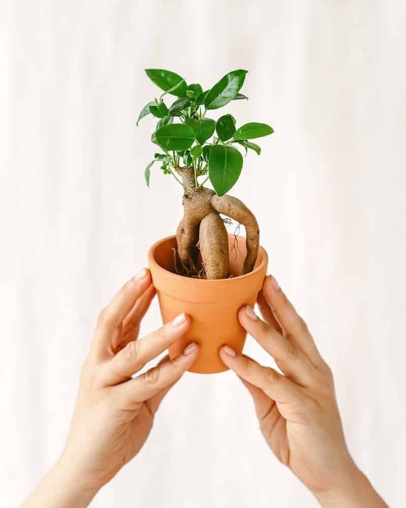 Mini Ficus Ginseng Microcarpa plante pour terrarium