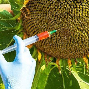 des pesticides sur fleurs de tournesol