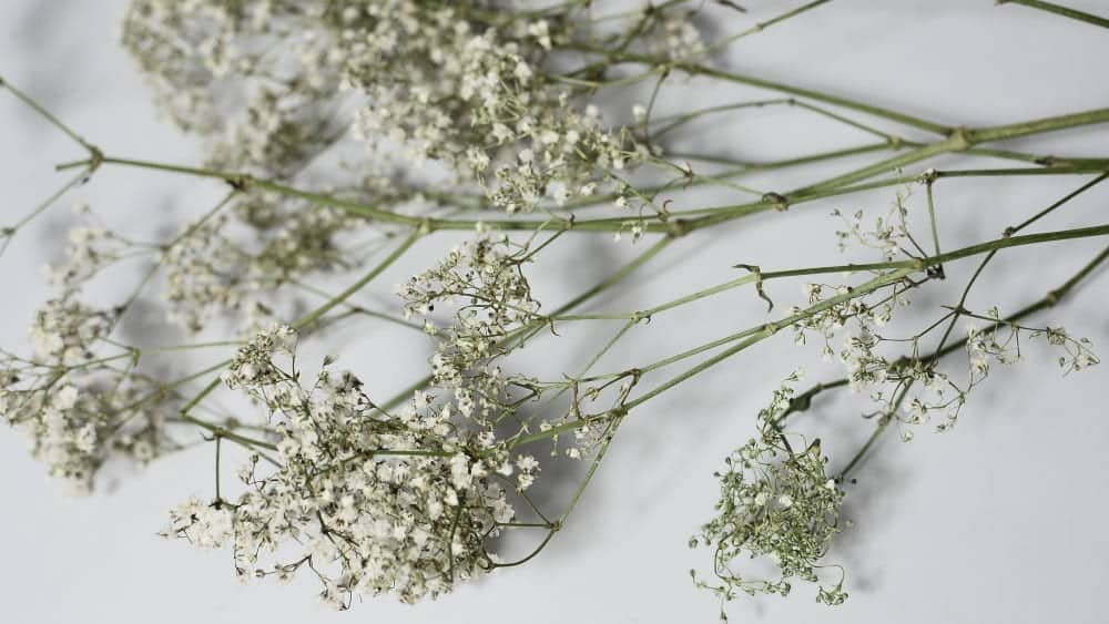 Gypsophile