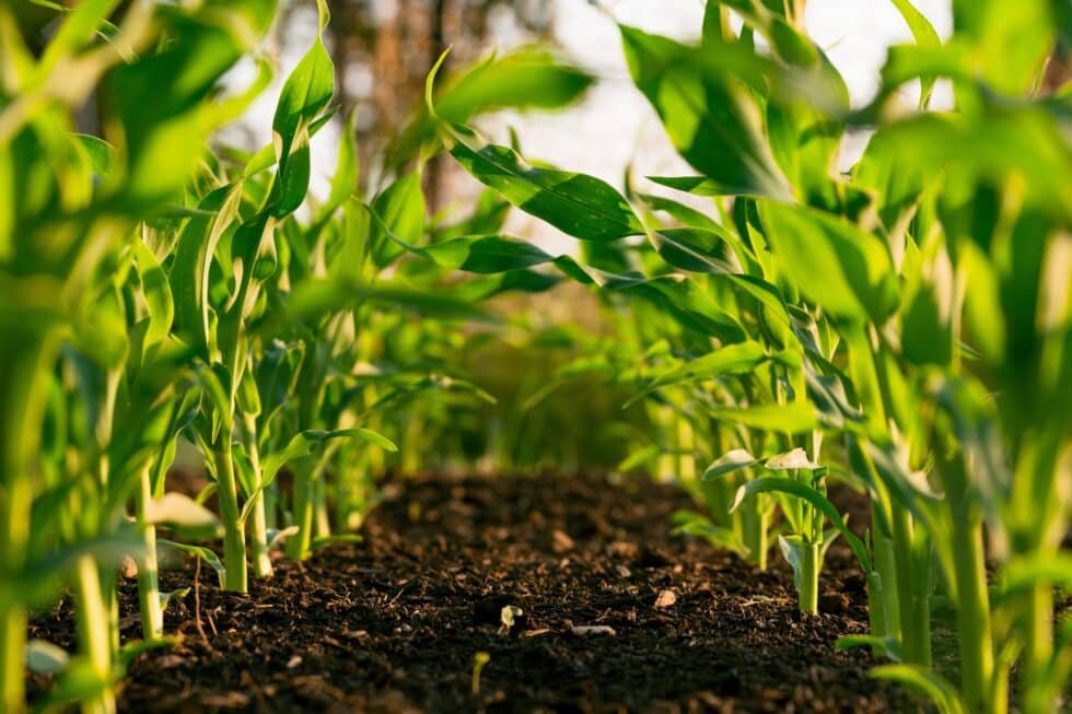L’agriculture biologique : pourquoi et comment consommer des produits bio ?